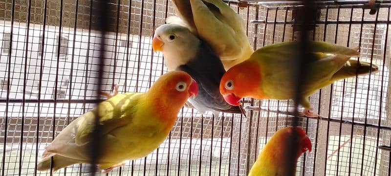 lutino colony, palefallows and gouldians 5