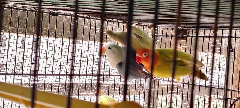 lutino colony, palefallows and gouldians 6