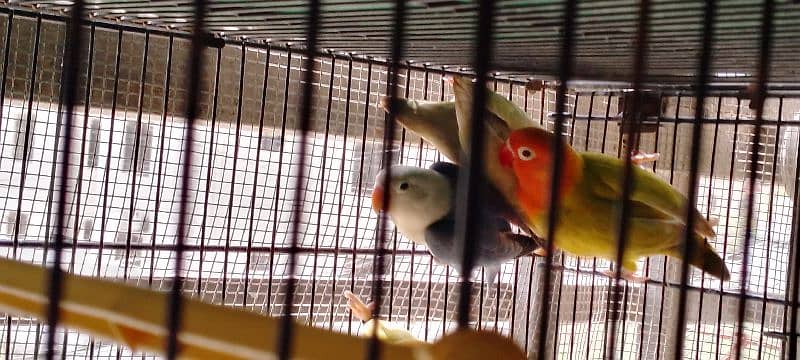 lutino colony, palefallows and gouldians 7