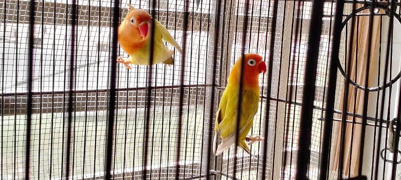 lutino colony, palefallows and gouldians 8