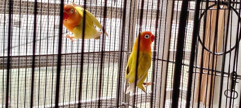 lutino colony, palefallows and gouldians 9