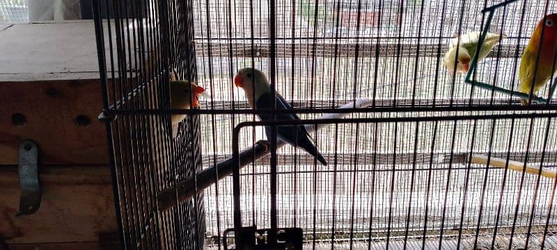 lutino colony, palefallows and gouldians 10