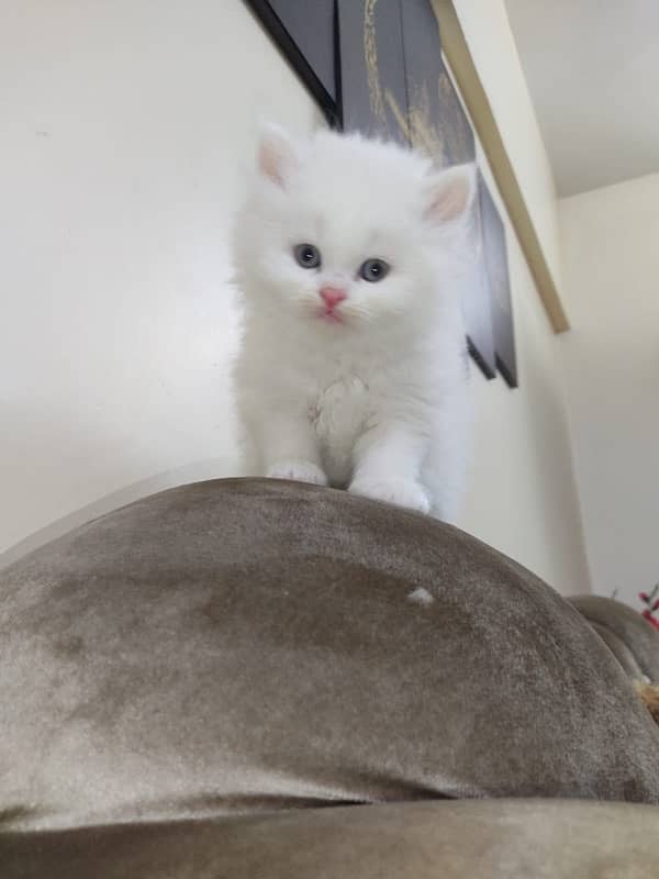 Persian kittens with heavy fur coat 0