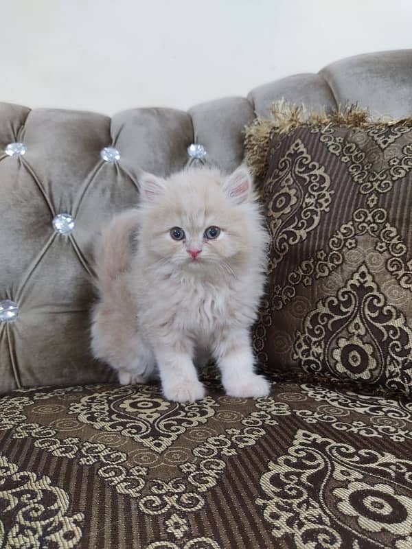Persian kittens with heavy fur coat 1
