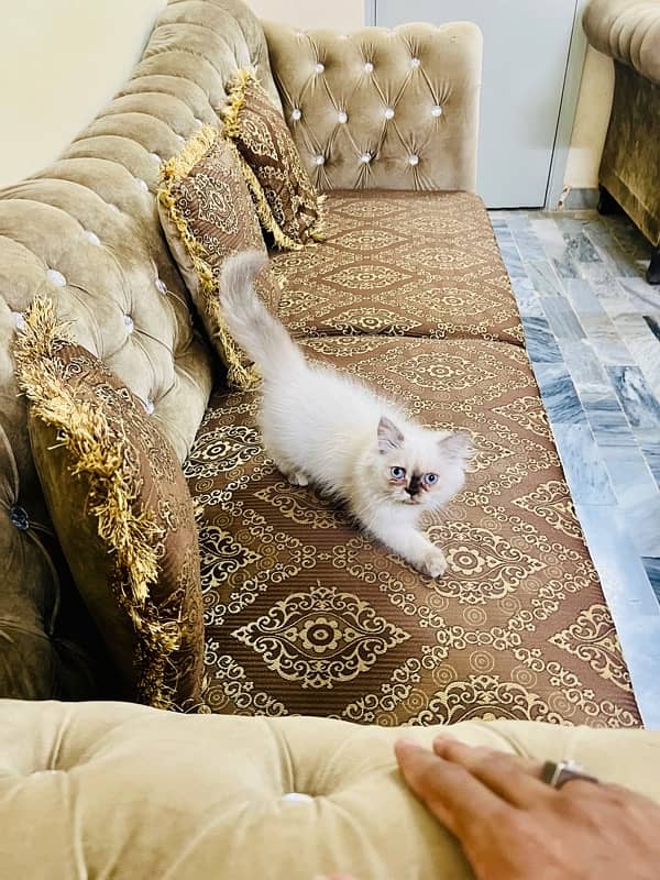 Persian kittens with heavy fur coat 2