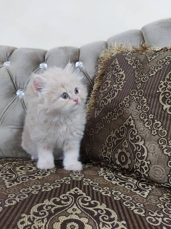 Persian kittens with heavy fur coat 5