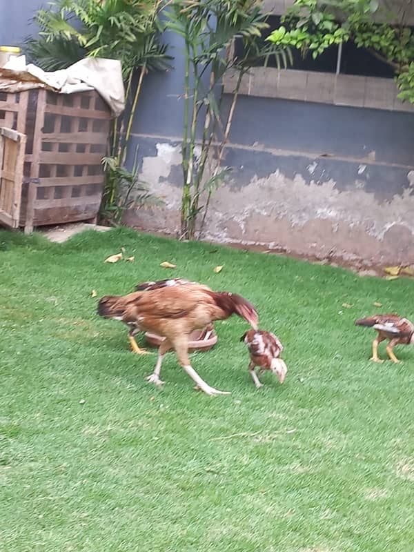 Aseel Pair With 5 Chicks for sale 0