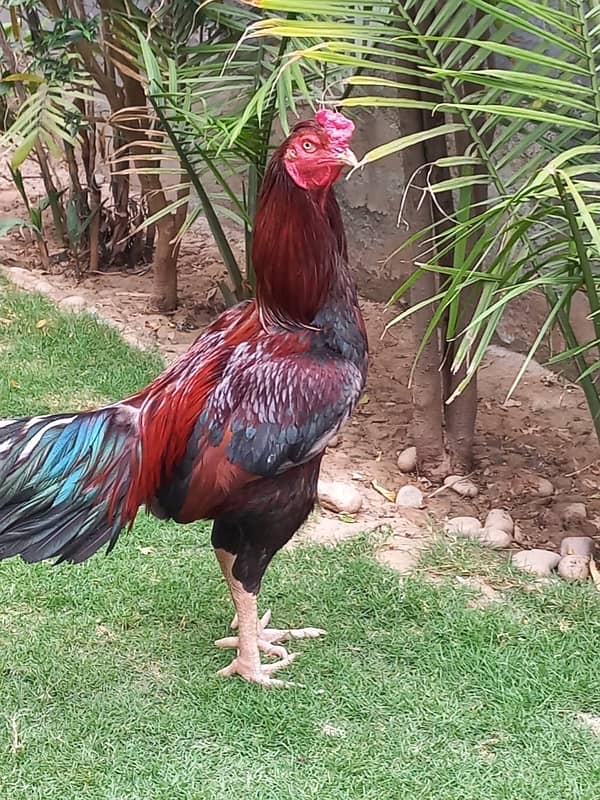 Aseel Pair With 5 Chicks for sale 2