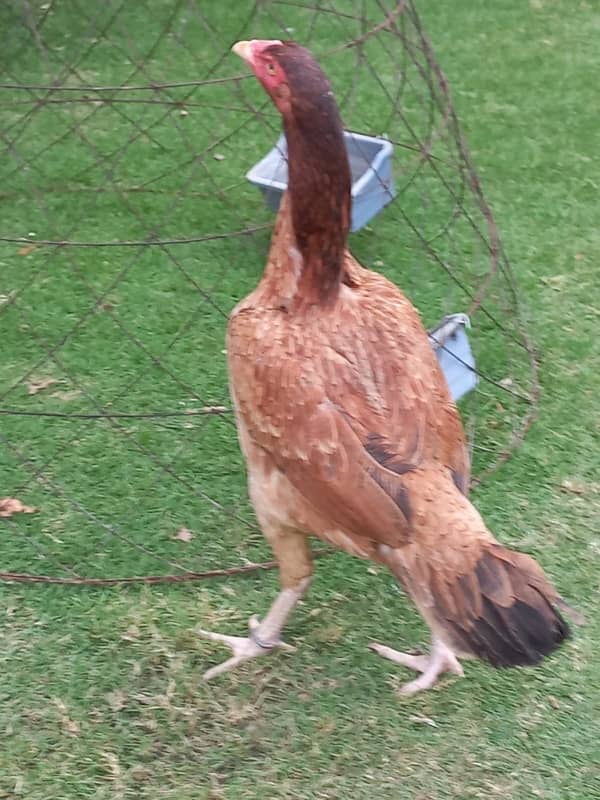 Aseel Pair With 5 Chicks for sale 3