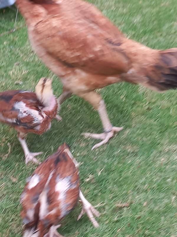 Aseel Pair With 5 Chicks for sale 4