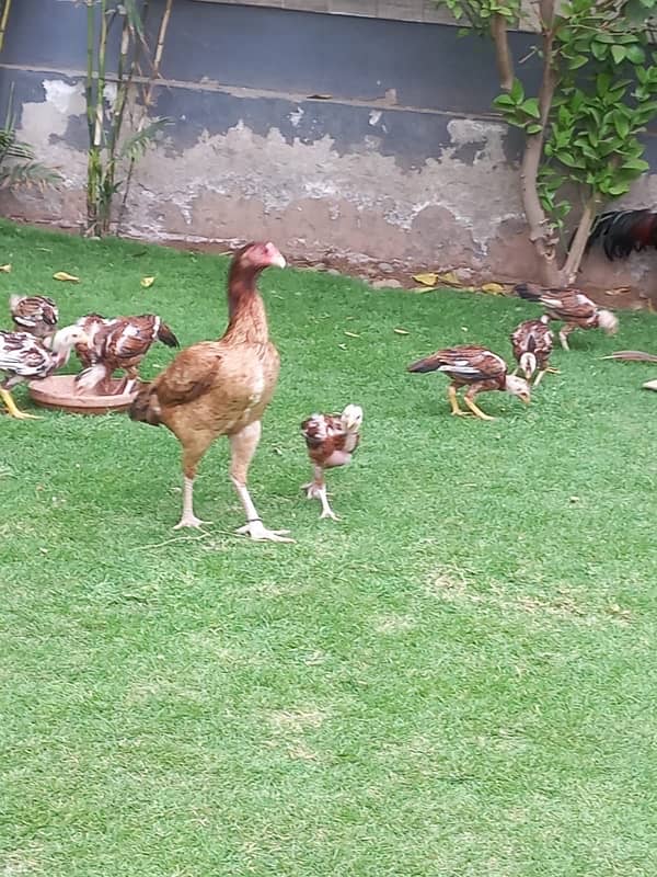 Aseel Pair With 5 Chicks for sale 5