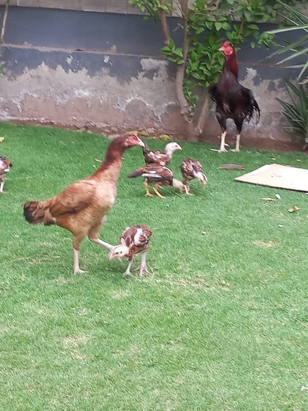 Aseel Pair With 5 Chicks for sale 6