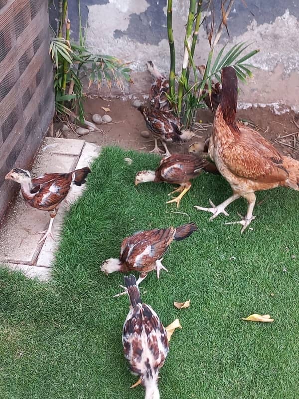 Aseel Pair With 5 Chicks for sale 7