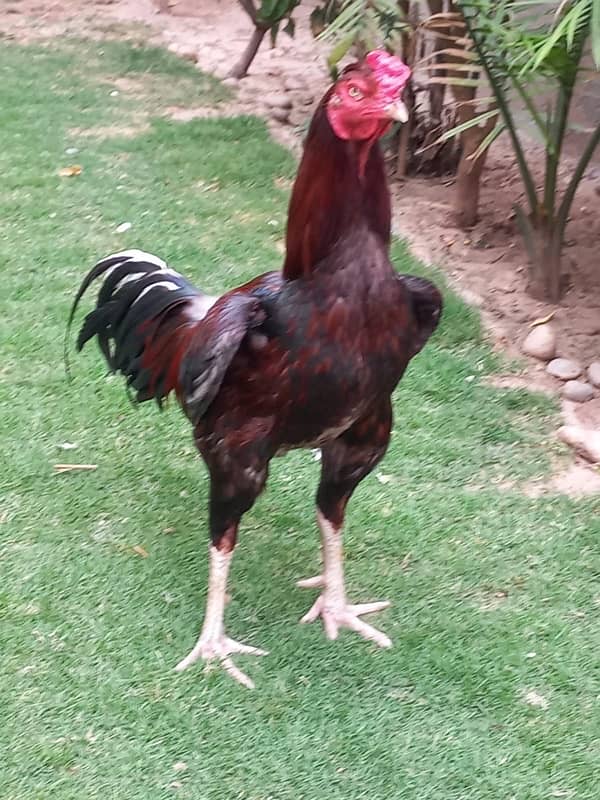 Aseel Pair With 5 Chicks for sale 9