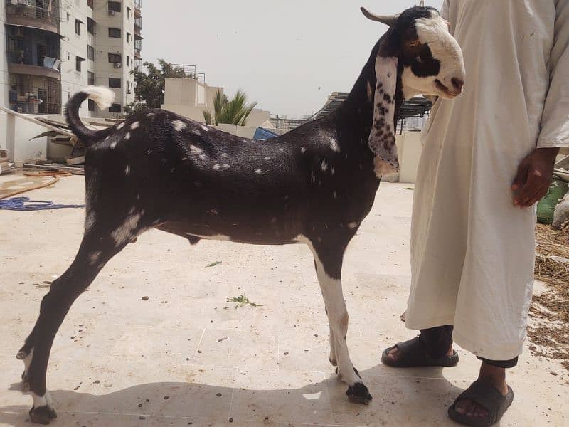 Bakra available for qurbani 0