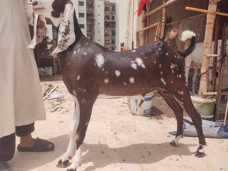 Bakra available for qurbani 1