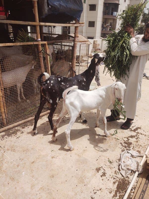 Bakra available for qurbani 2