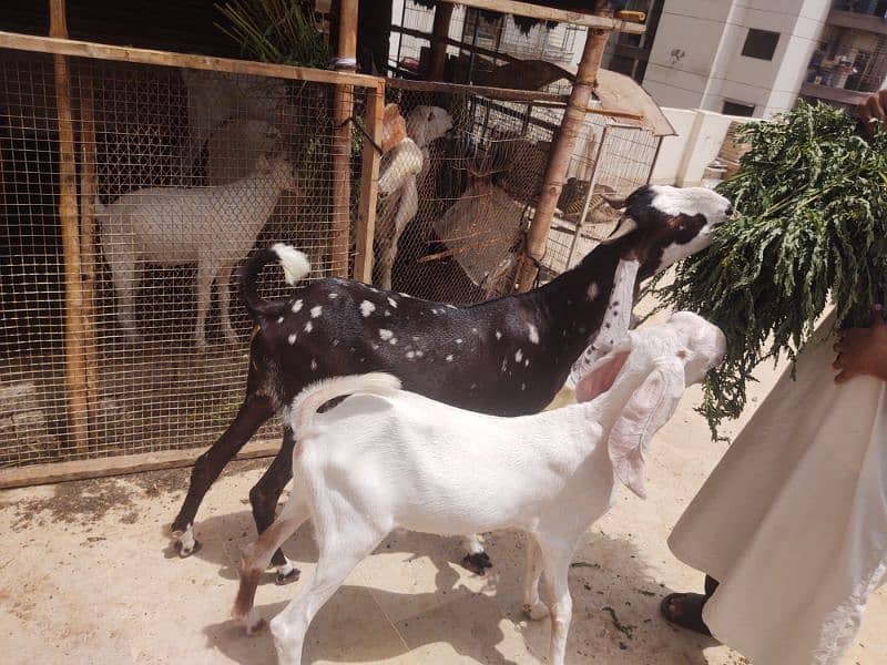Bakra available for qurbani 3