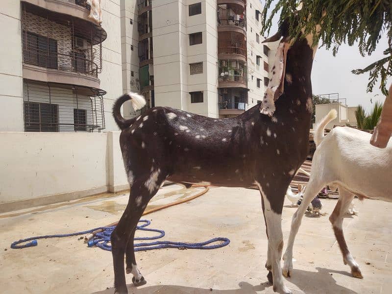 Bakra available for qurbani 4