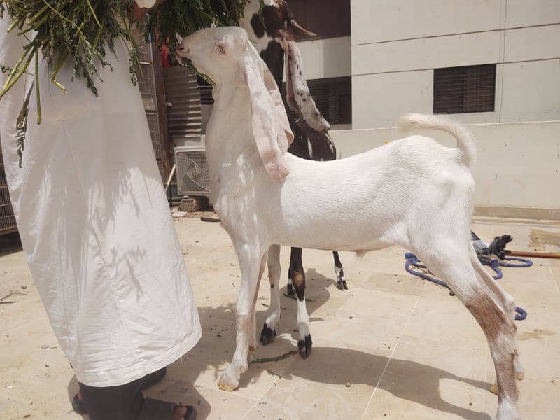 Bakra available for qurbani 5