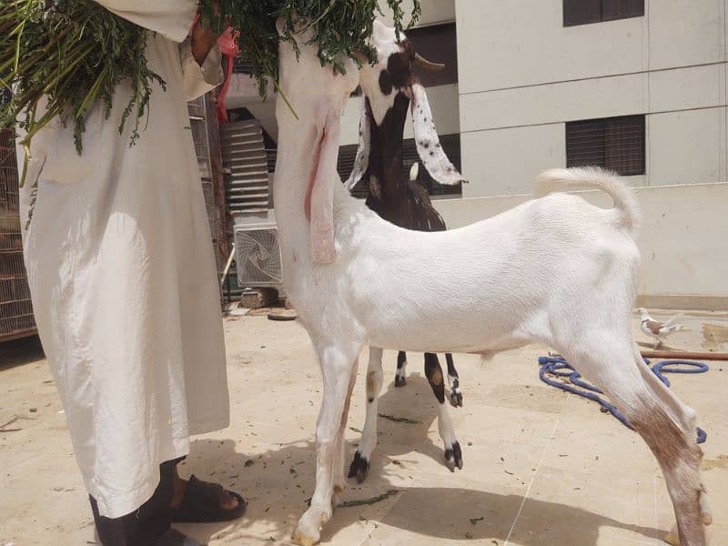 Bakra available for qurbani 6