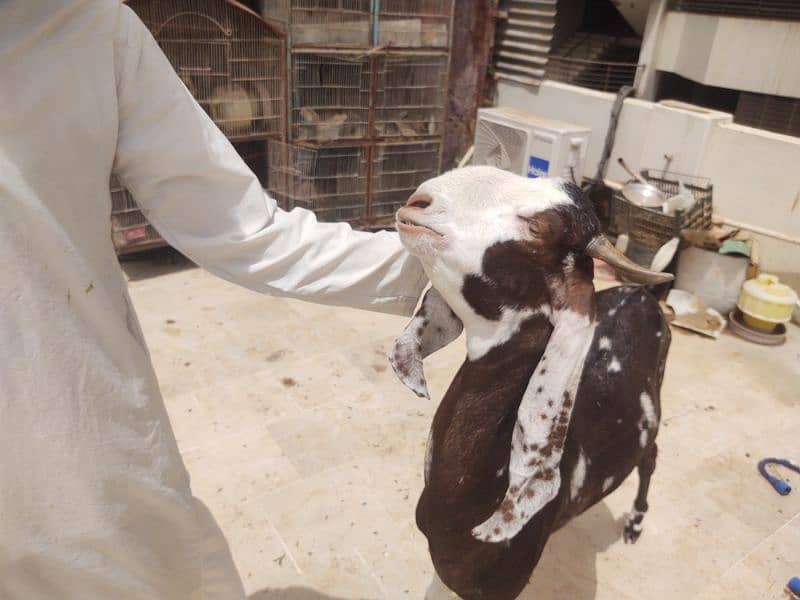 Bakra available for qurbani 7
