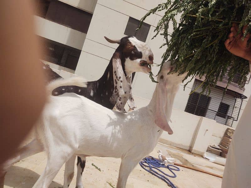Bakra available for qurbani 8