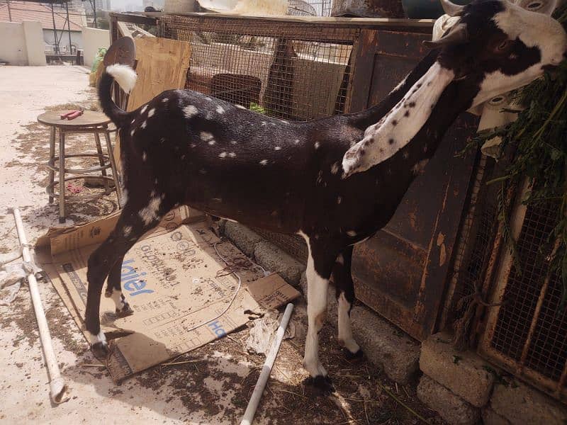 Bakra available for qurbani 10