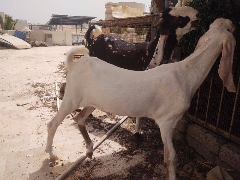 Bakra available for qurbani 12