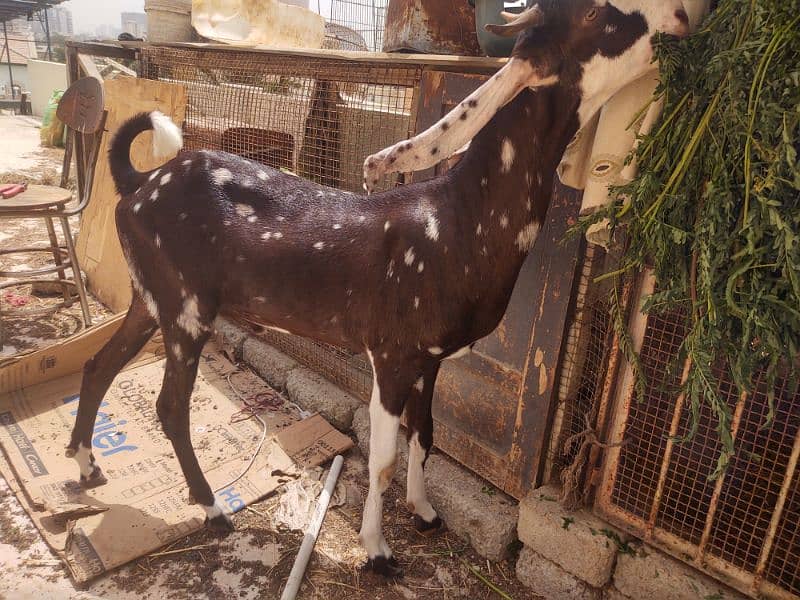 Bakra available for qurbani 13