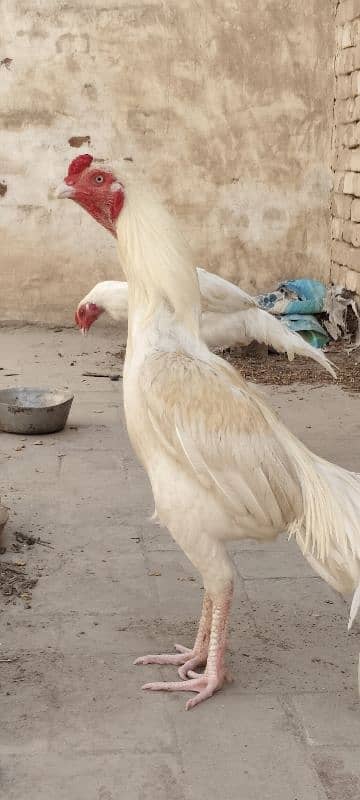 high quality Aseel fiter jet male 1