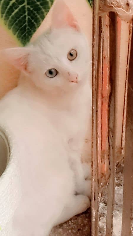 Persian cat 4 month 0