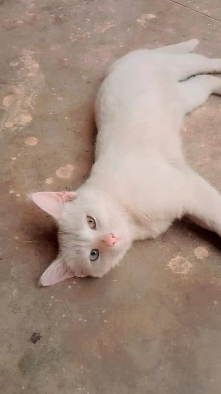 Persian cat 4 month 1