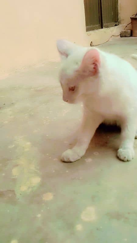 Persian cat 4 month 2