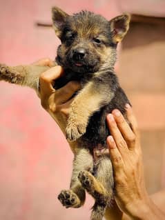 German shepherd double cout puppies