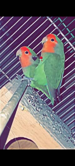 Peach face LOVE BIRD with Eggs