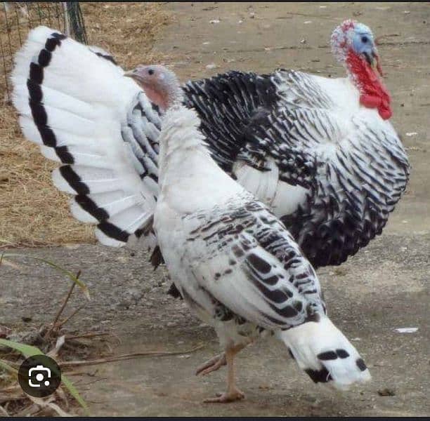 turkey chicks available for sale 0