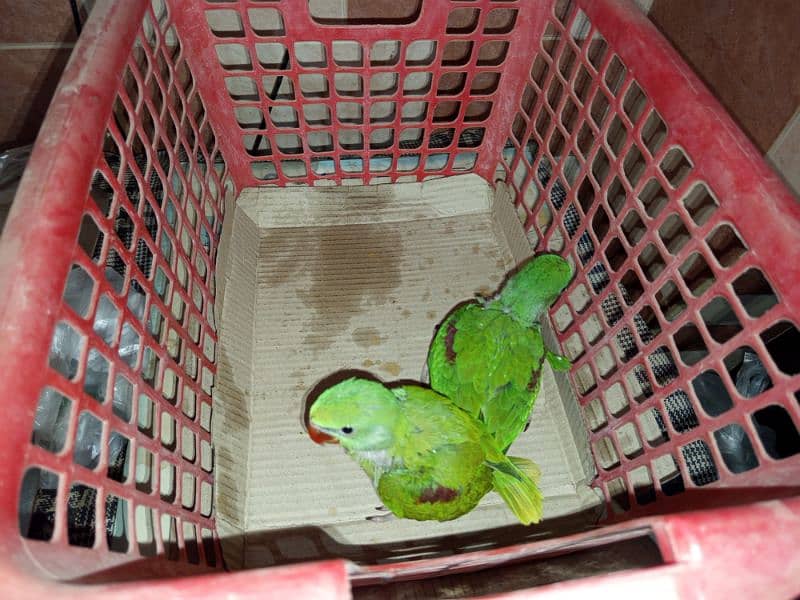 raw Kashmiri parrot pair for sell 0