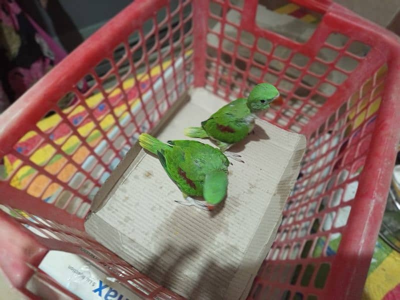 raw Kashmiri parrot pair for sell 1