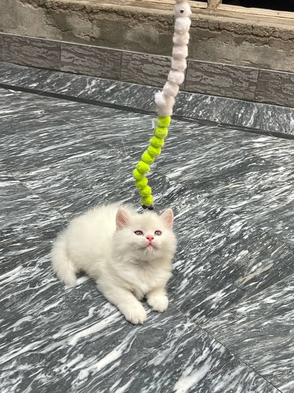 5 pure persian triple coat 2