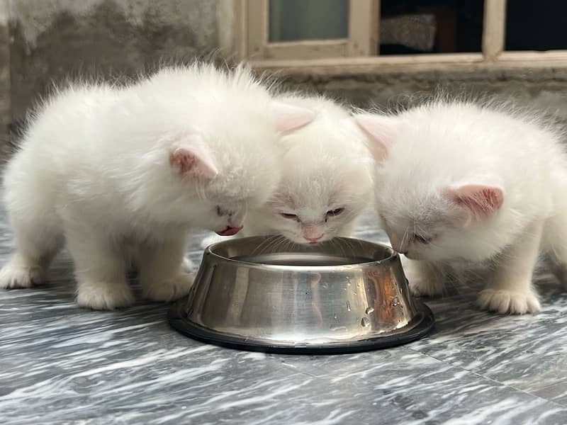 5 pure persian triple coat 4