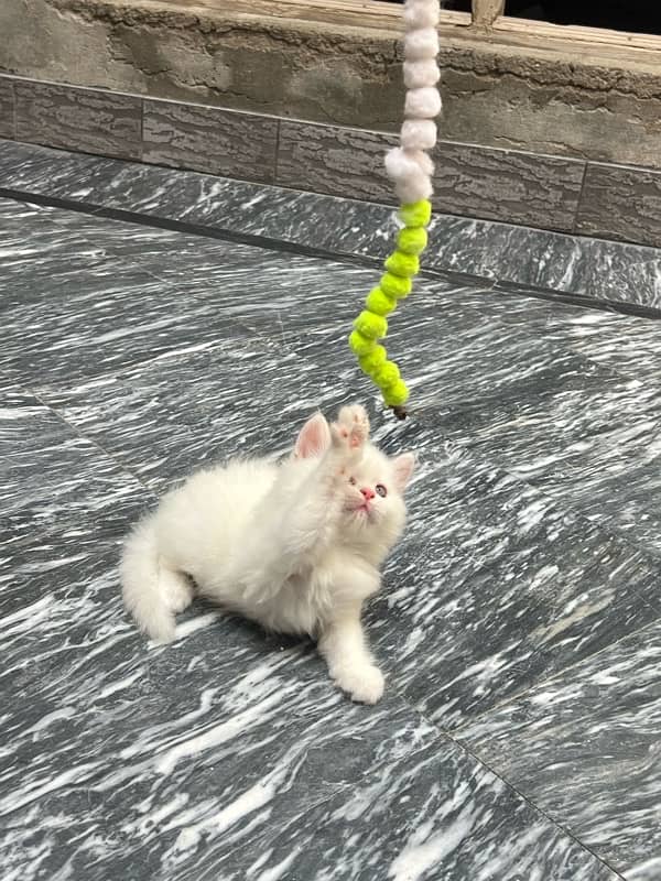 5 pure persian triple coat 5
