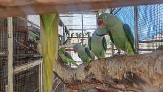 Pahari Parrot - Kashmiri Parrot - Alexandrine Parrot Breeding Pairs