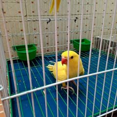 yellow