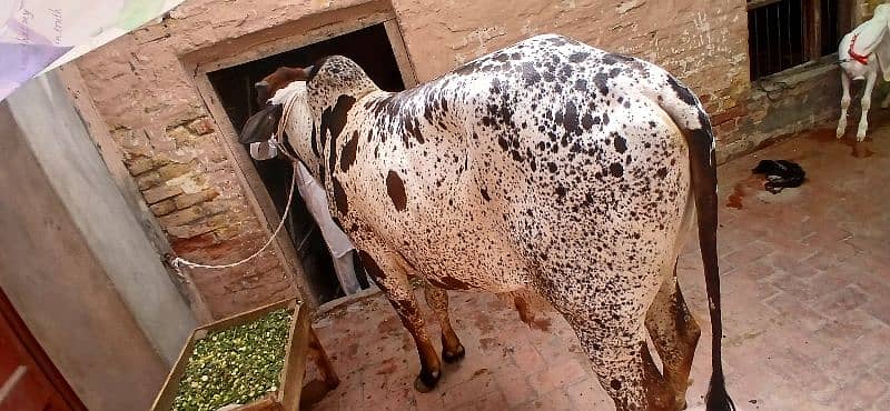 qurbani cow 2025 2 dant bachra For sale in Multan 1