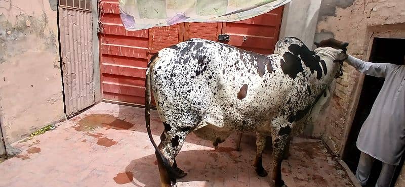 qurbani cow 2025 2 dant bachra For sale in Multan 2