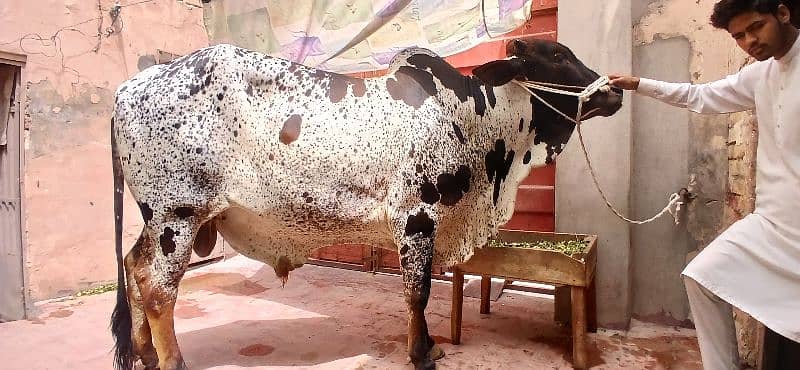 qurbani cow 2025 2 dant bachra For sale in Multan 3