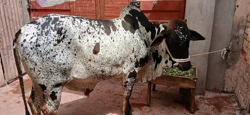 qurbani cow 2025 2 dant bachra For sale in Multan 4