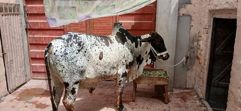 qurbani cow 2025 2 dant bachra For sale in Multan 5