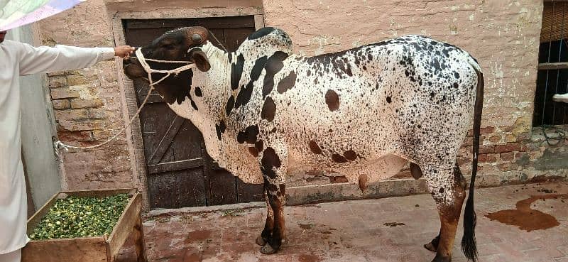 qurbani cow 2025 2 dant bachra For sale in Multan 6